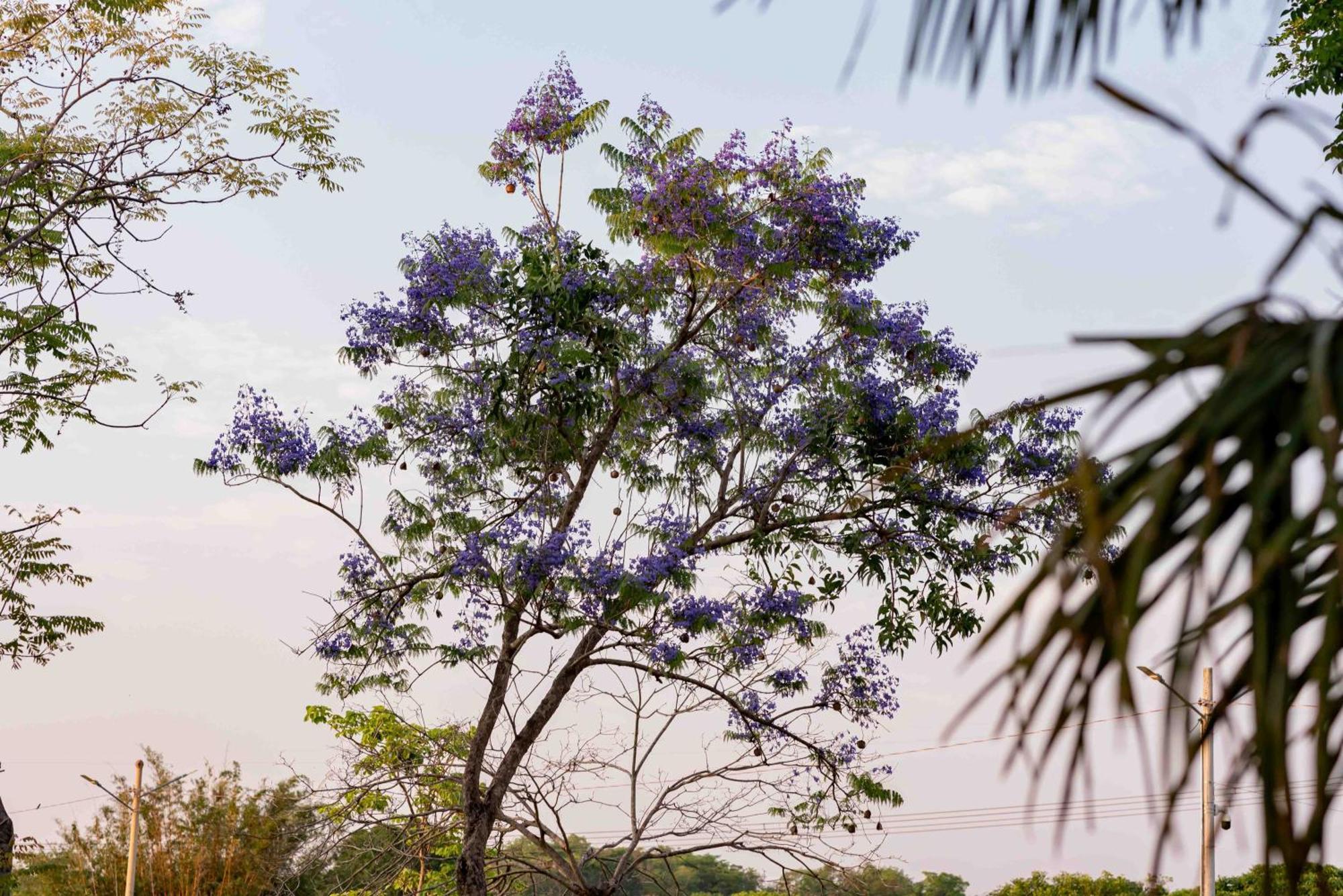 Agua Milagrosa